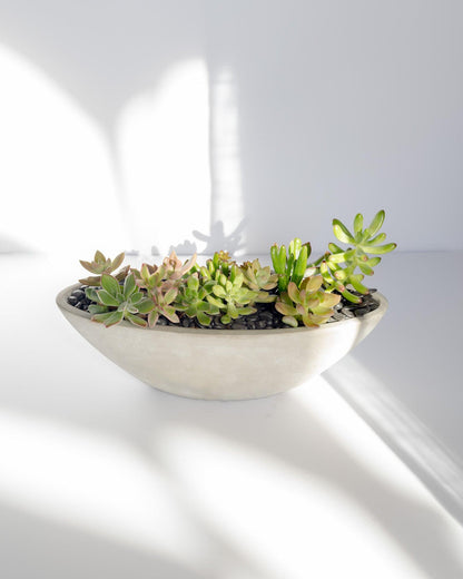 Oval Succulent Arrangement | Concrete Pot