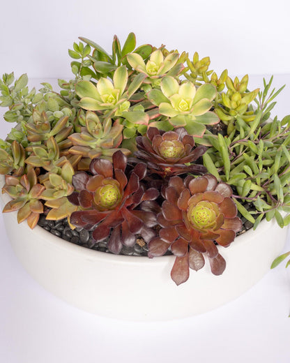 Large Succulent Arrangement | Shallow Ceramic Pot