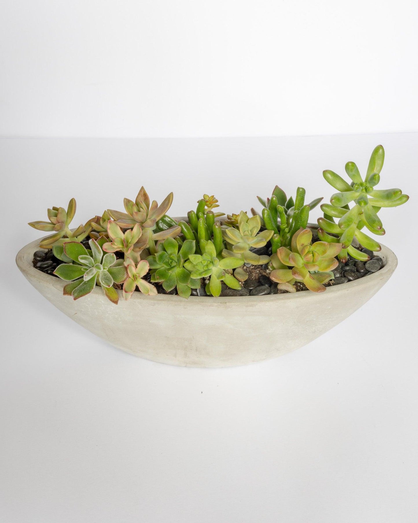 Oval Succulent Arrangement | Concrete Pot