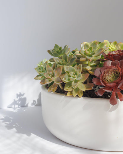 Large Succulent Arrangement | Shallow Ceramic Pot