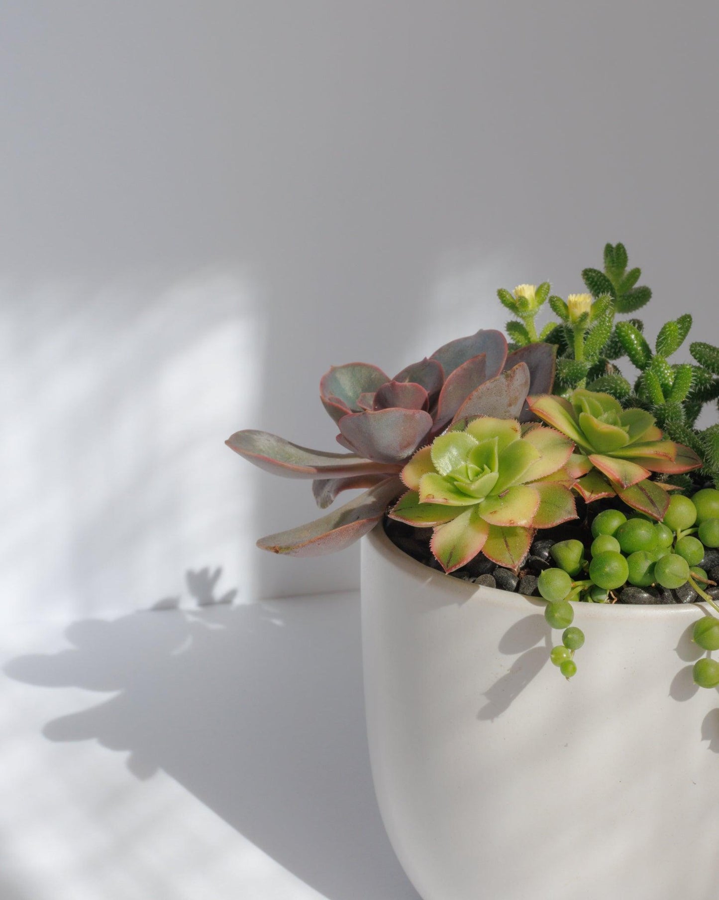 Small Succulent Arrangement | Ceramic Pot