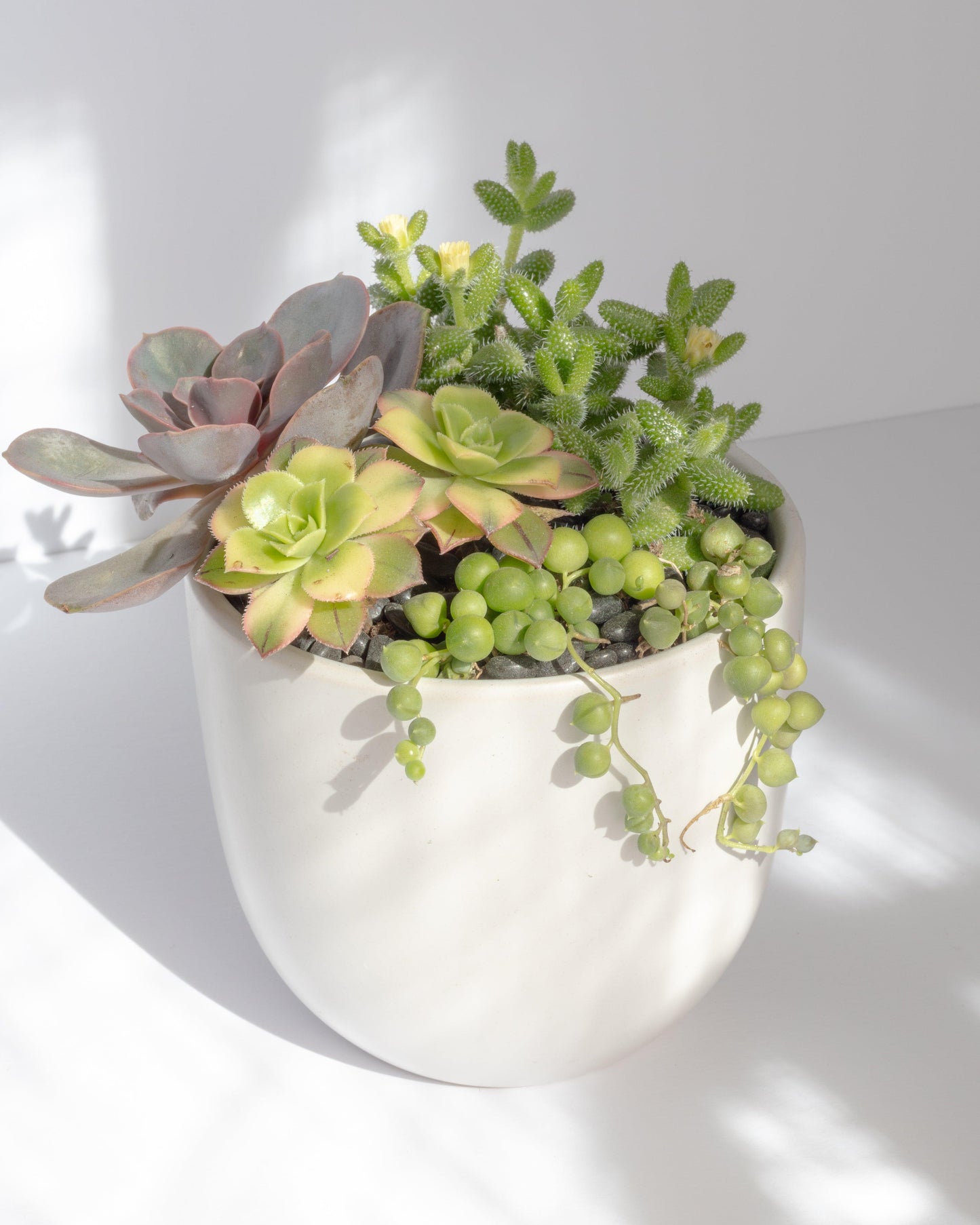 Small Succulent Arrangement | Ceramic Pot