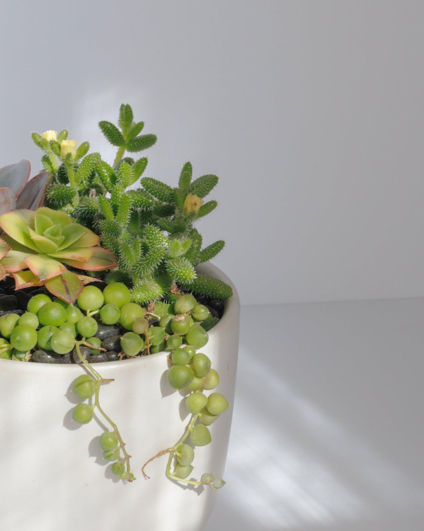 Small Succulent Arrangement | Ceramic Pot