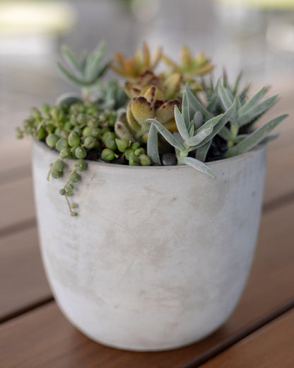 Medium Succulent Arrangement | Concrete Pot