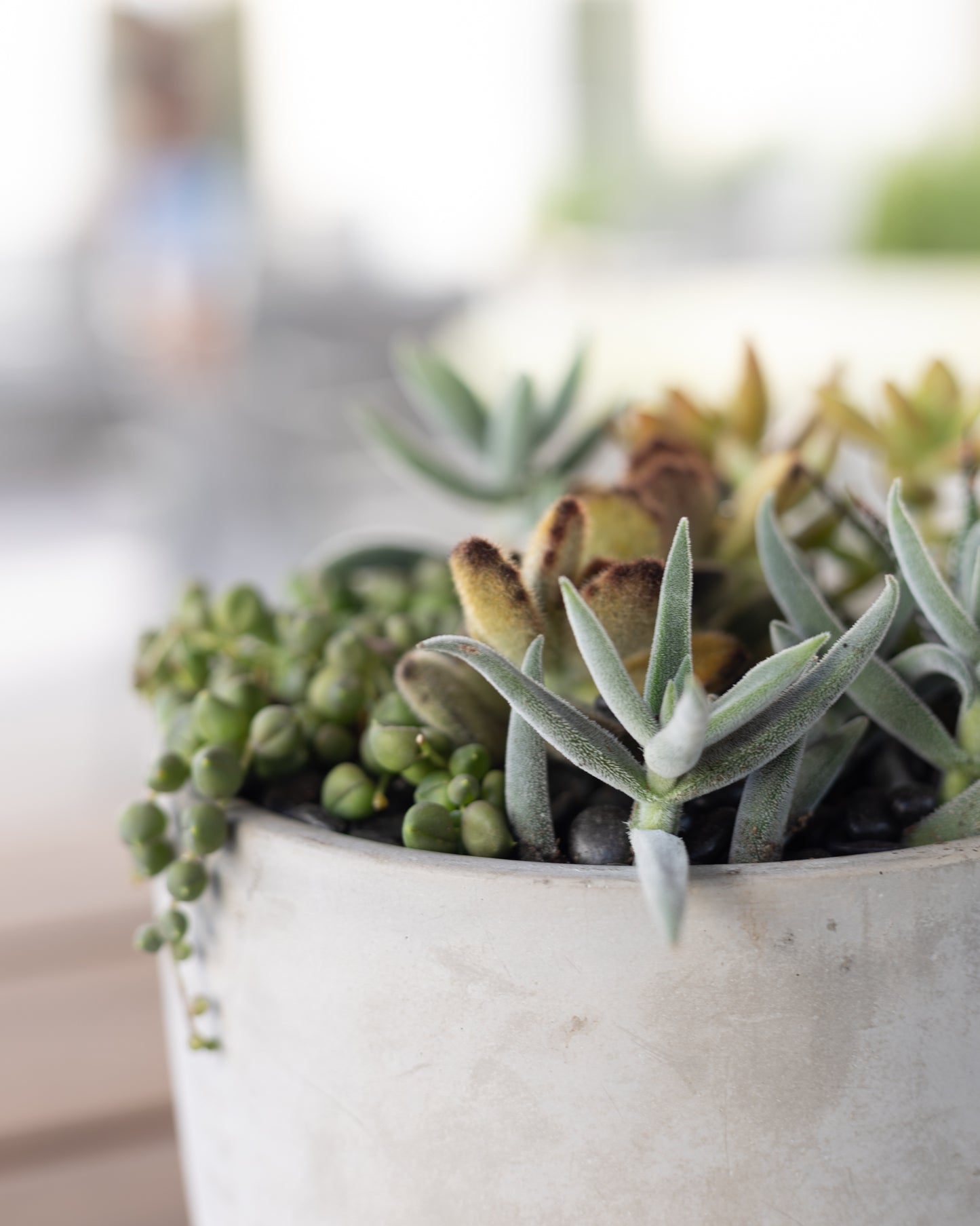 Medium Succulent Arrangement | Concrete Pot