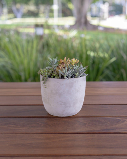 Medium Succulent Arrangement | Concrete Pot