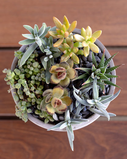 Medium Succulent Arrangement | Concrete Pot