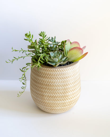 Large Succulent Arrangement | Tall Patterned Pot