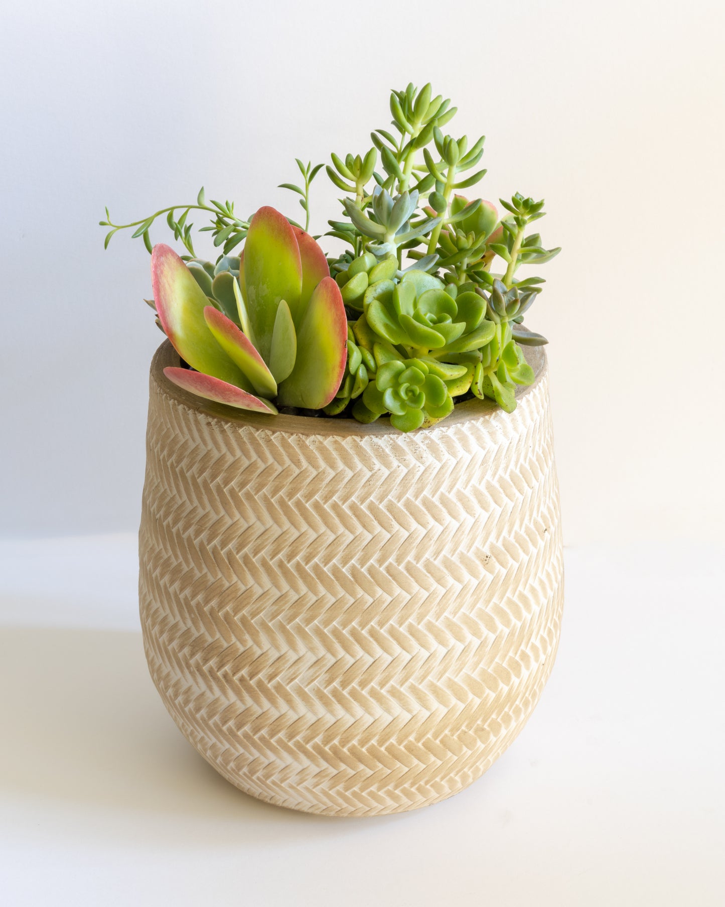 Large Succulent Arrangement | Tall Patterned Pot