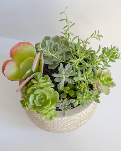 Large Succulent Arrangement | Tall Patterned Pot