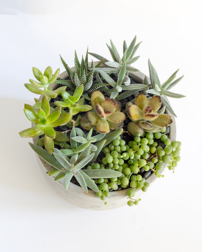 Medium Succulent Arrangement | Concrete Pot