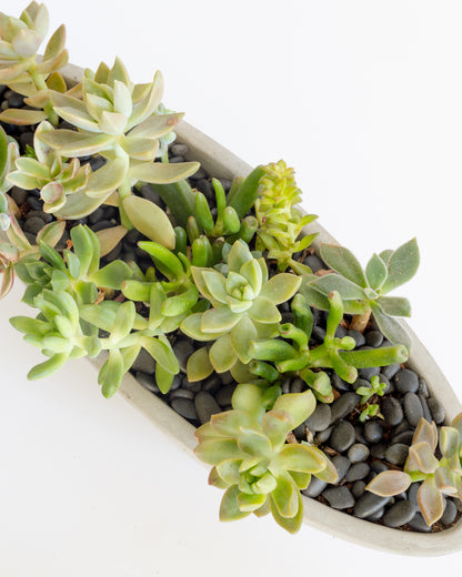 Oval Succulent Arrangement | Concrete Pot