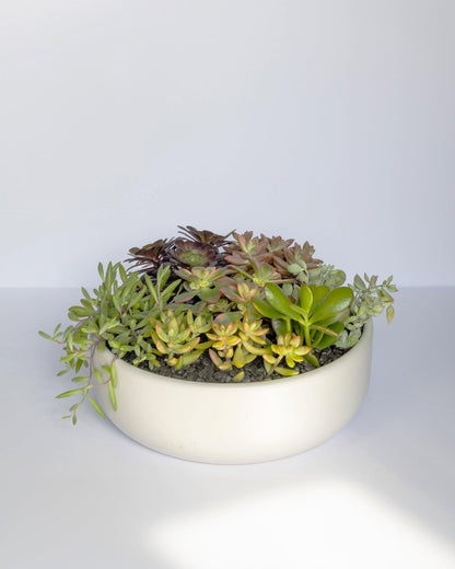 Large Succulent Arrangement | Shallow Ceramic Pot