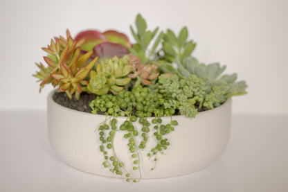 Large Succulent Arrangement | Shallow Ceramic Pot