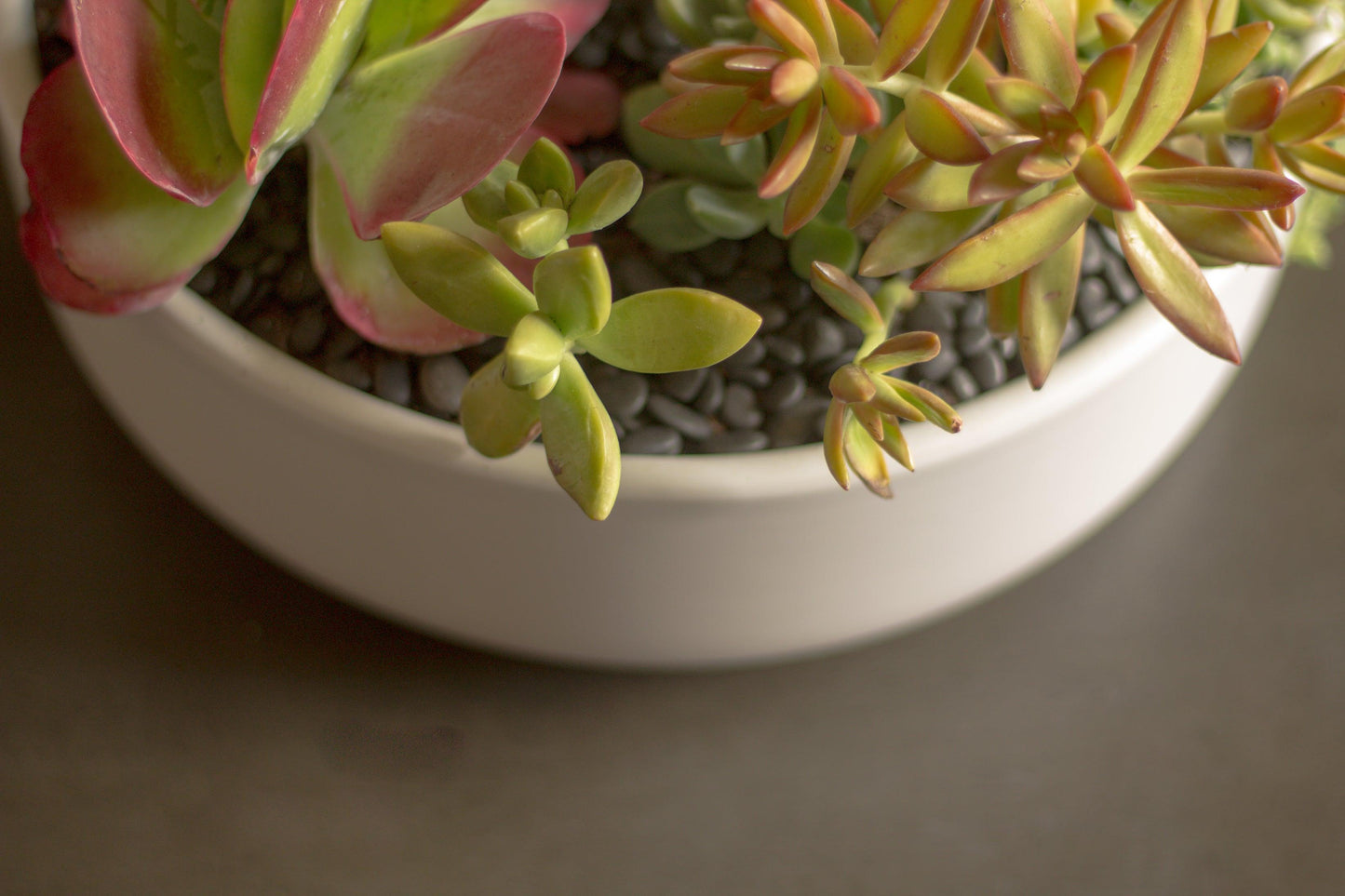 Large Succulent Arrangement | Shallow Ceramic Pot