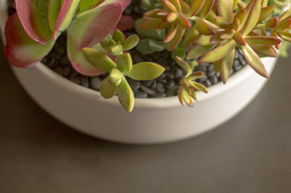 Large Succulent Arrangement | Shallow Ceramic Pot